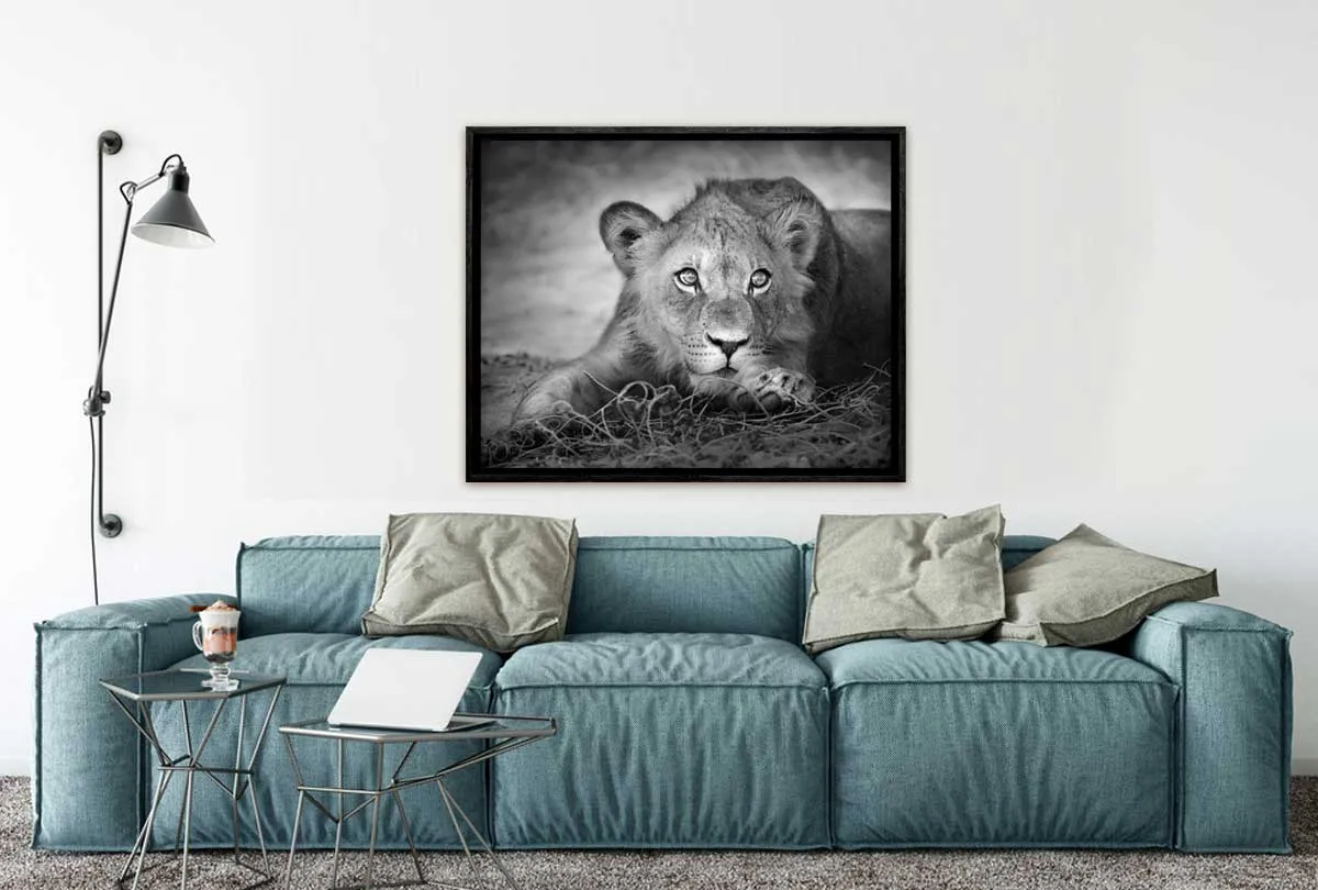 Lioness | Animal Canvas Wall Art Print