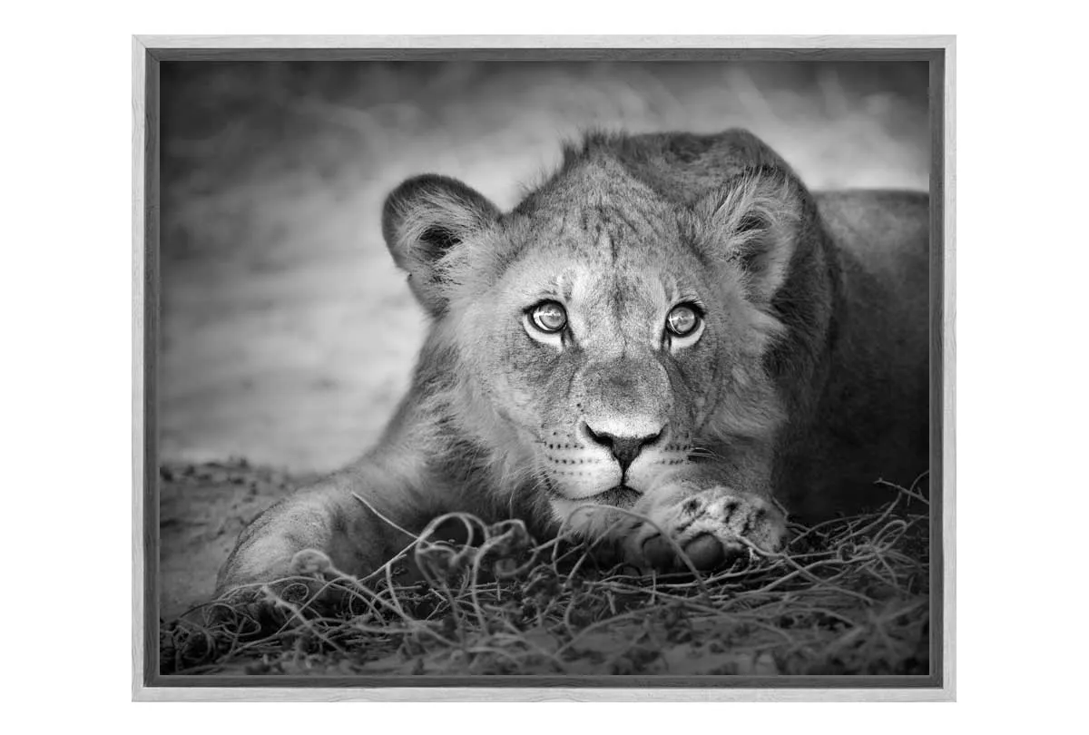 Lioness | Animal Canvas Wall Art Print