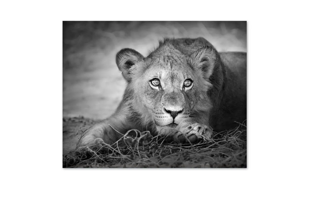 Lioness | Animal Canvas Wall Art Print