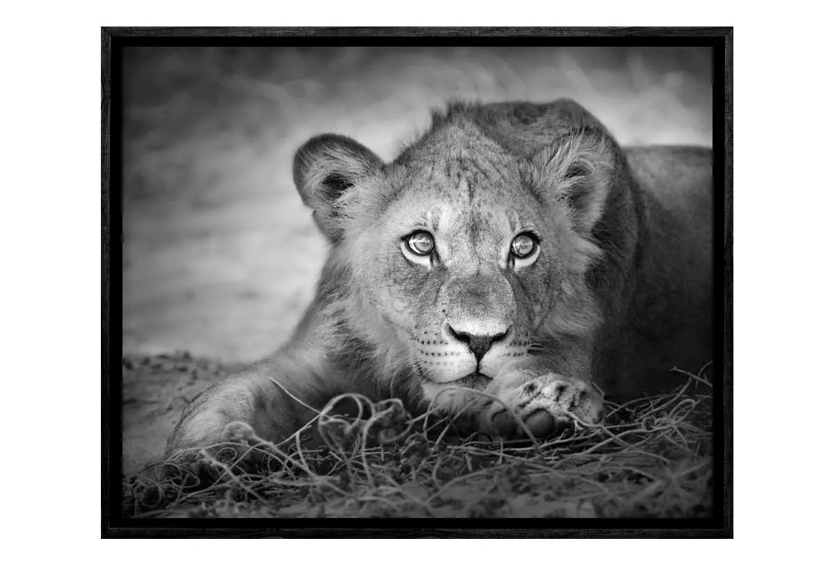 Lioness | Animal Canvas Wall Art Print