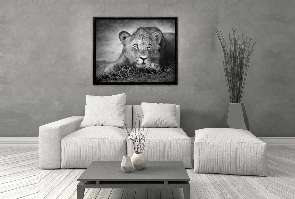 Lioness | Animal Canvas Wall Art Print