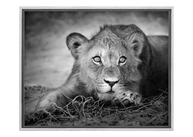 Lioness | Animal Canvas Wall Art Print