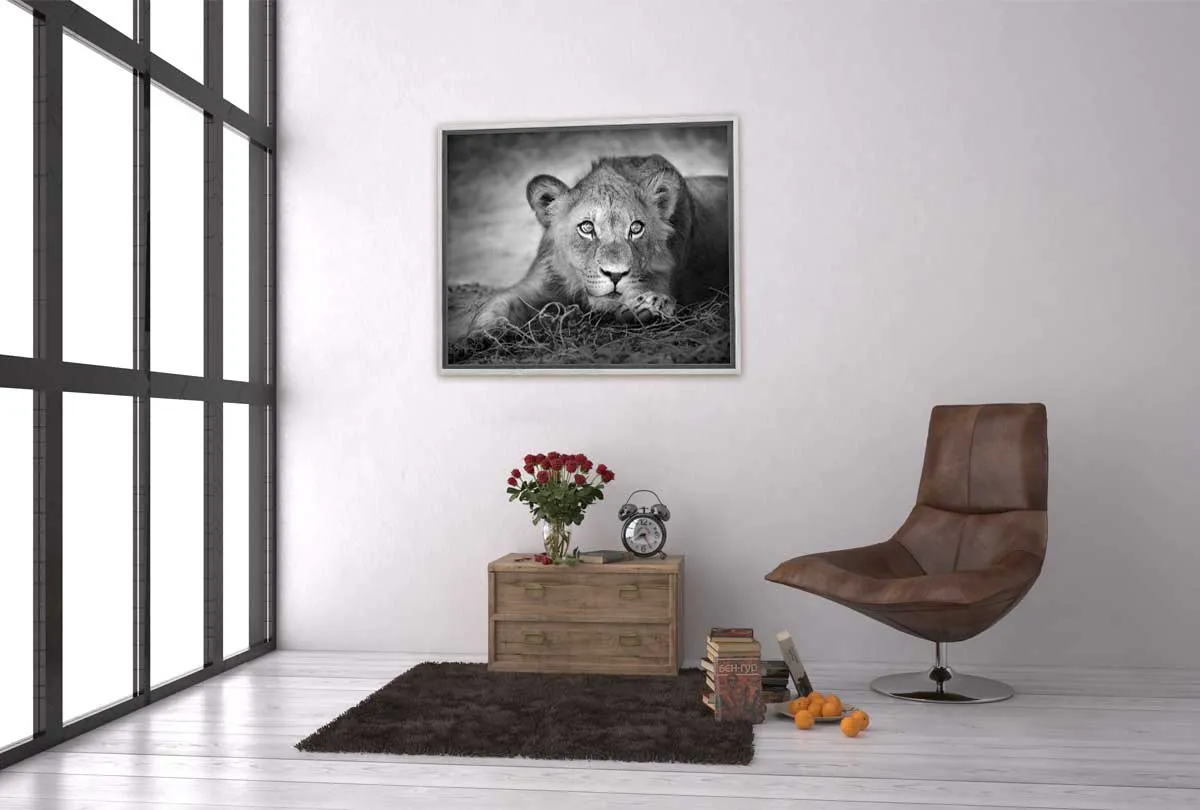 Lioness | Animal Canvas Wall Art Print