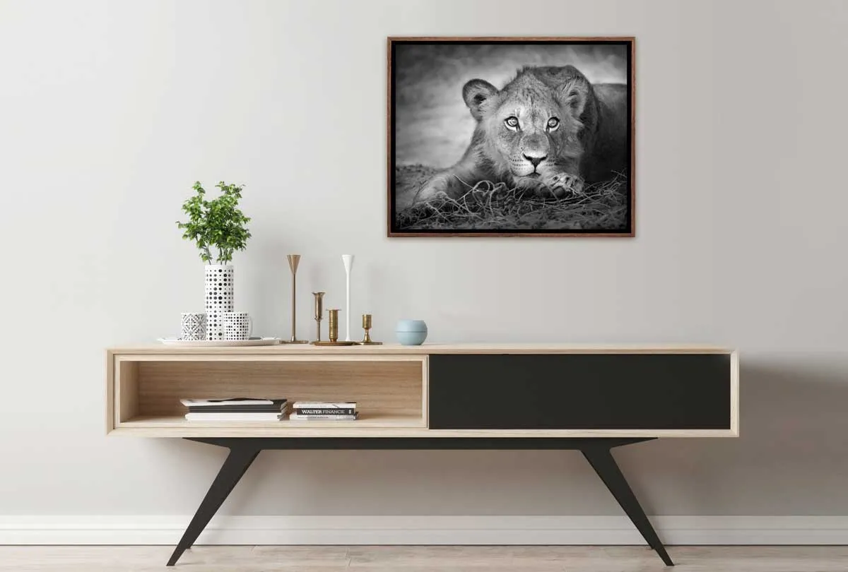 Lioness | Animal Canvas Wall Art Print