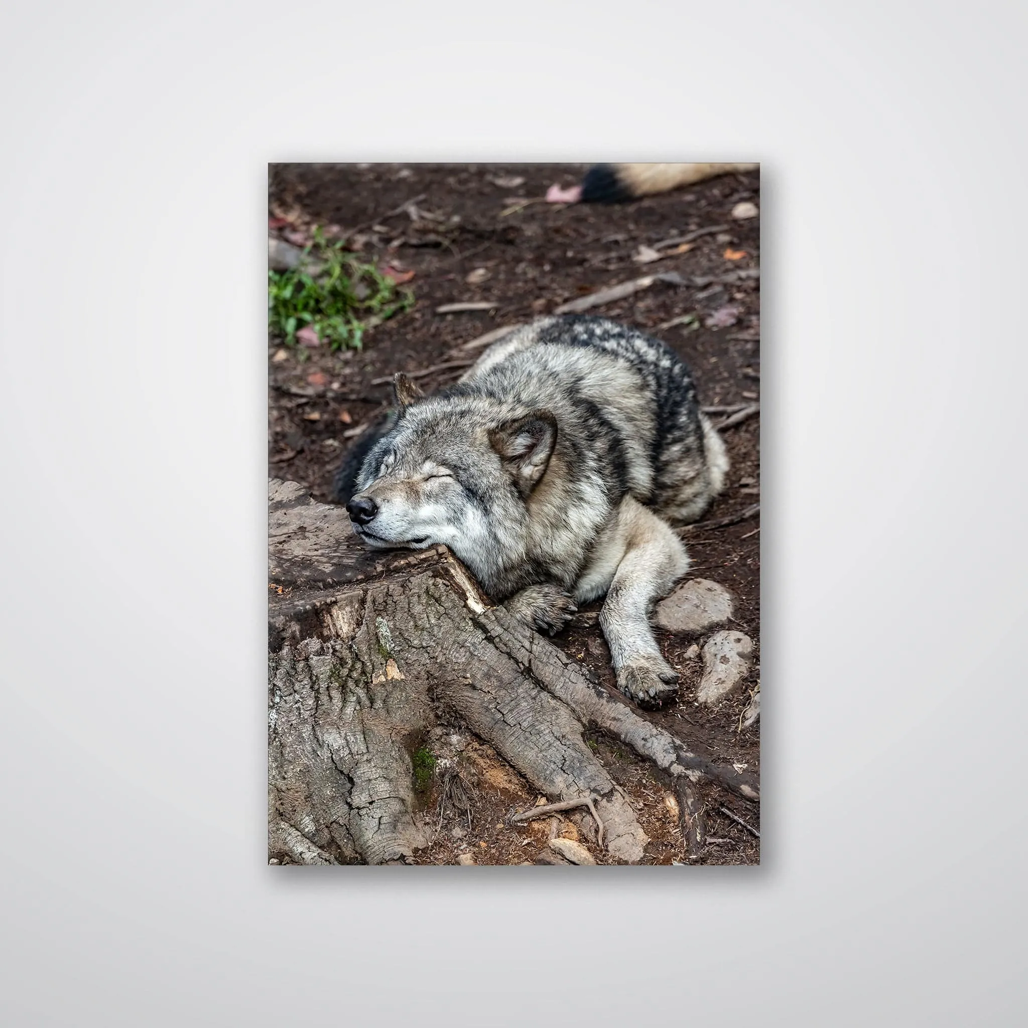 Resting Wolf - Print