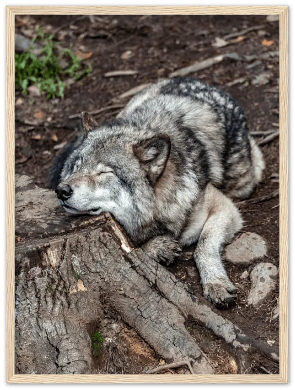 Resting Wolf - Print