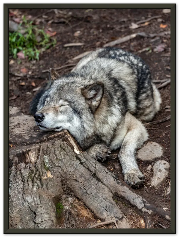 Resting Wolf - Print