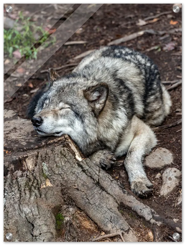 Resting Wolf - Print