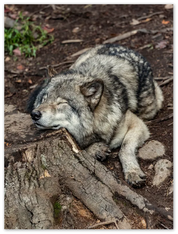 Resting Wolf - Print